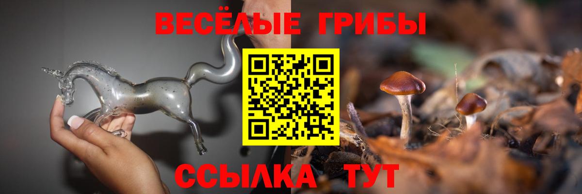 Новосибирск  хочу   Вход с VPN  Псилоцибиновые грибы MAGIC MUSHROOMS 